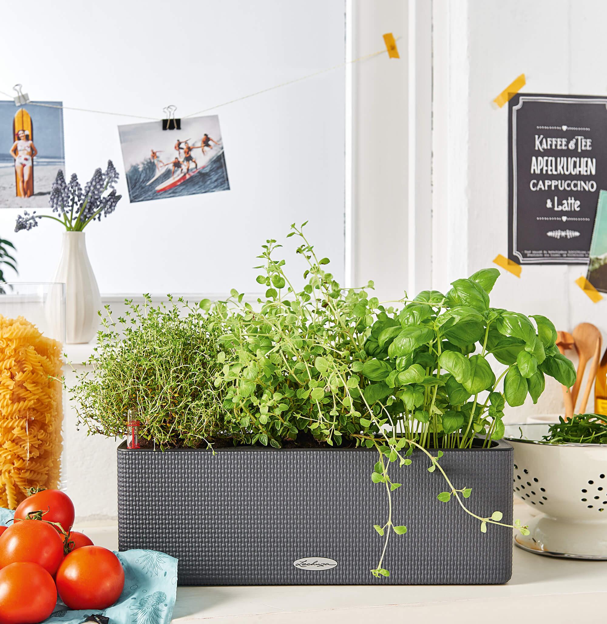 CUBE Color Triple Keep your herbs fresh longer